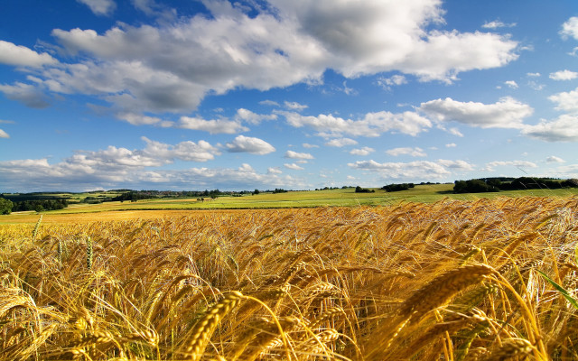 Wheat field blue sky clouds #24 free wallpaper - medium preview image
