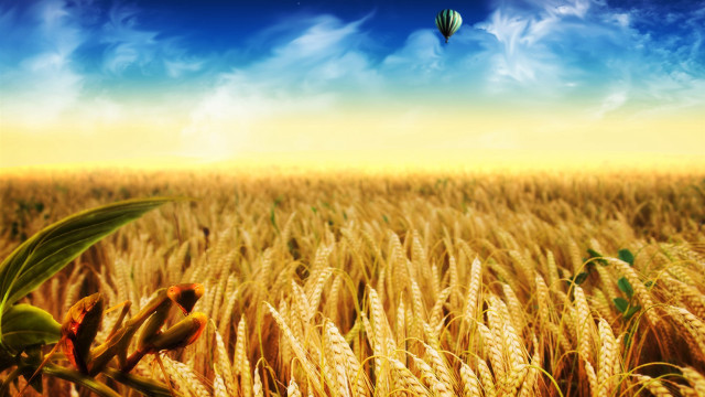 Hot air balloon wheat field free wallpaper - medium preview image