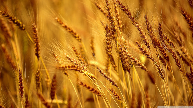 Close up wheat field blurry free wallpaper - medium preview image
