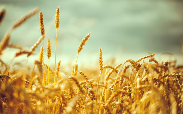 Wheat field sky clouds background #7 free wallpaper - medium preview image
