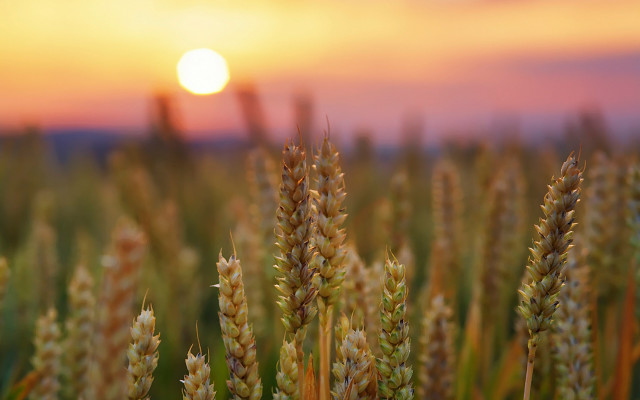 Wheat field sunset clouds sky #2 free wallpaper - medium preview image
