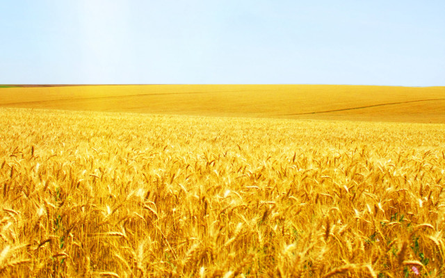 Wheat field blue sky lone free wallpaper - medium preview image