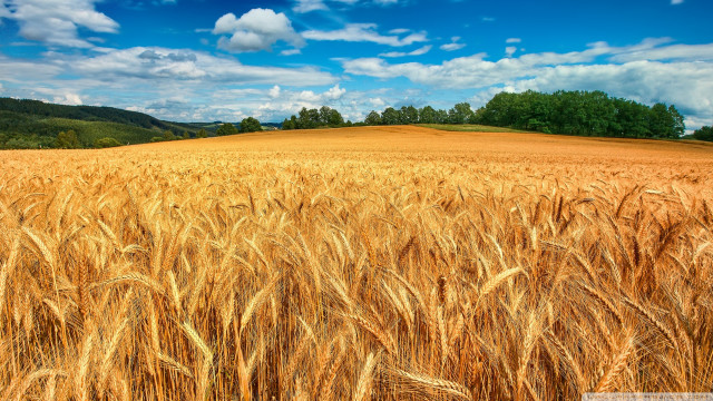 Wheat field blue sky clouds #23 free wallpaper - medium preview image