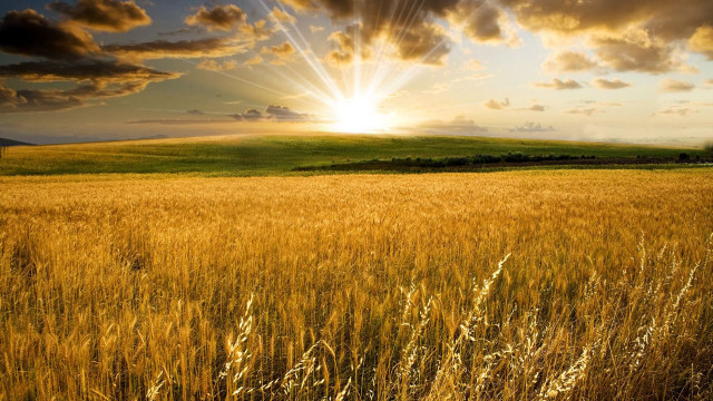 Wheat field sun clouds tree free wallpaper - medium preview image
