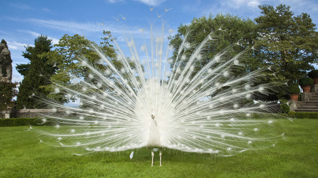 White peacock feathers spread grass #5 free wallpaper - medium preview image
