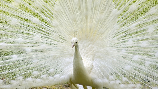 White peacock feathers spread tail #3 free wallpaper - medium preview image