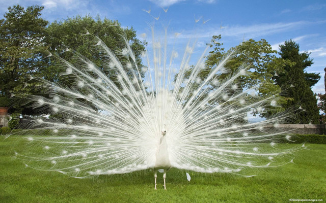 White peacock feathers grass trees free wallpaper - medium preview image