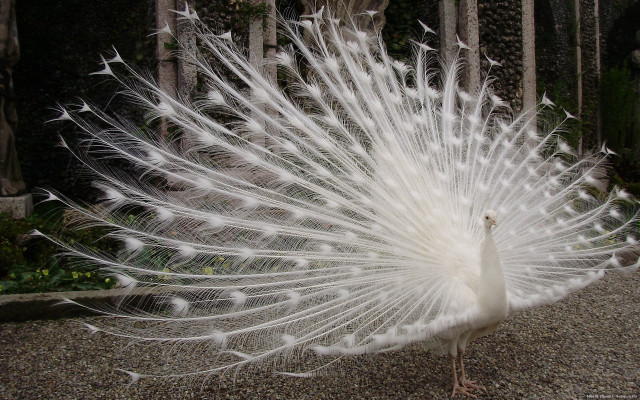 White peacock feathers gravel forest free wallpaper - medium preview image