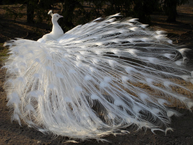 White peacock feathers spread marble free wallpaper - medium preview image