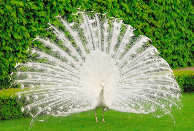 White peacock feathers spread grass #3 free wallpaper - medium preview image