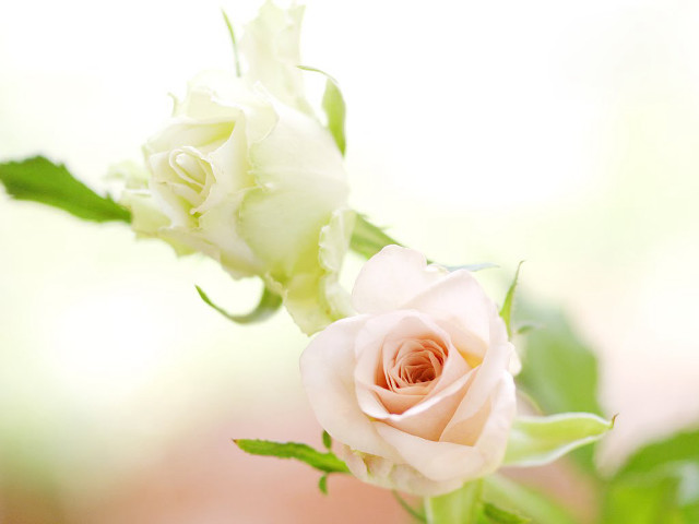 White rose vase green leaves #2 free wallpaper - medium preview image