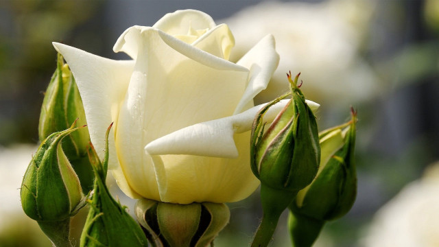 White rose buds blurry background free wallpaper - medium preview image