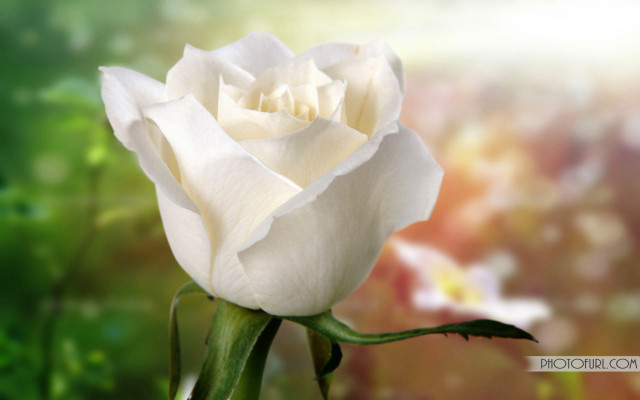 White rose garden bokeh blurry free wallpaper - medium preview image