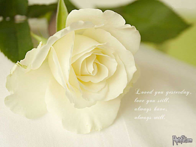 White rose quote tablecloth green free wallpaper - medium preview image