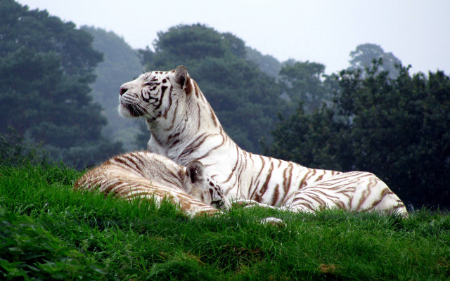 Two white tigers laying grass free wallpaper for desktop - medium preview image