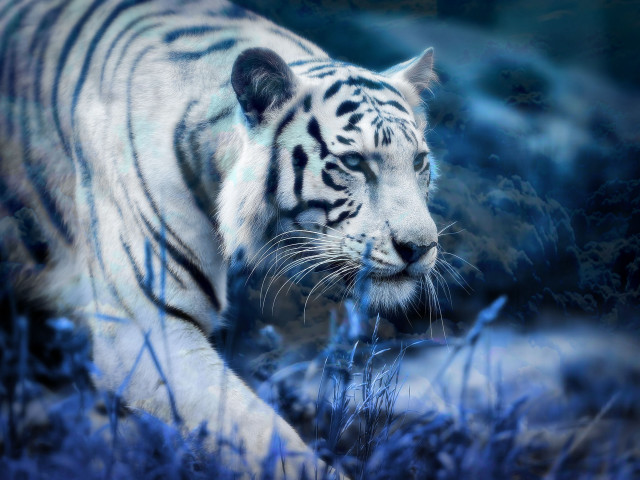 White tiger night field grass free wallpaper - medium preview image