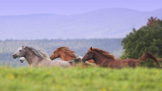 Horses running field grass mountains free wallpaper - medium preview image