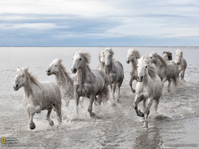 Horses running water beach cloudy free wallpaper - medium preview image
