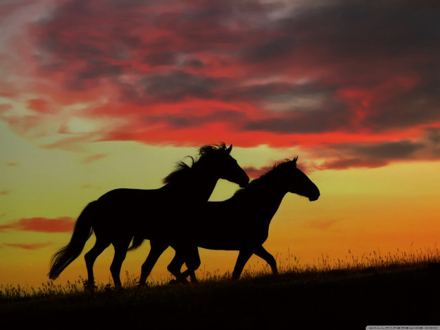 Horses running sunset red sky free wallpaper - medium preview image