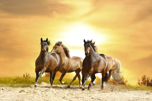 Three horses running sand sunny free wallpaper - medium preview image