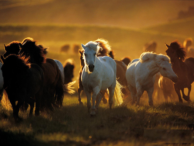 Herd horses running field sunset free wallpaper - medium preview image