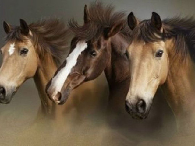 Three horses standing close together free wallpaper - medium preview image