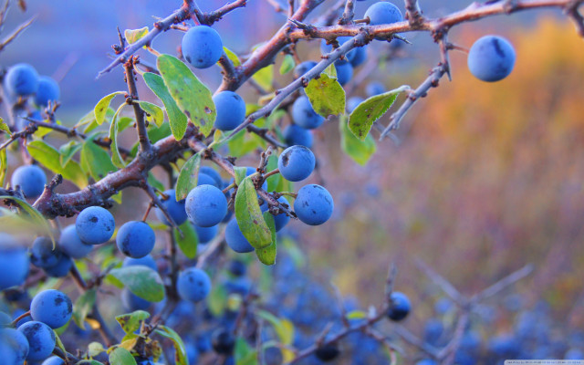 Bush blue berries field grass free wallpaper - medium preview image