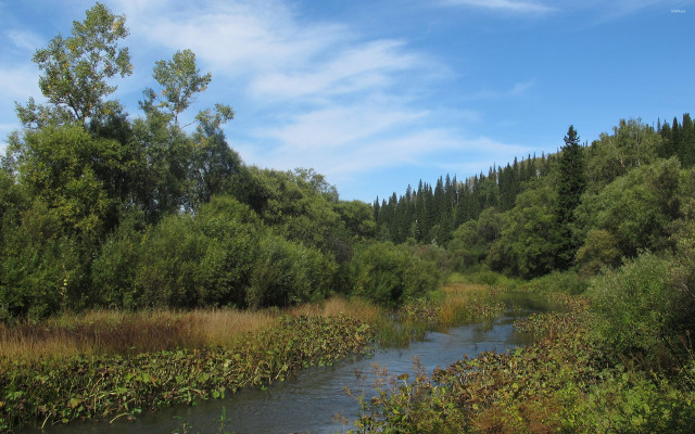 River forest sunny blue sky free wallpaper - medium preview image