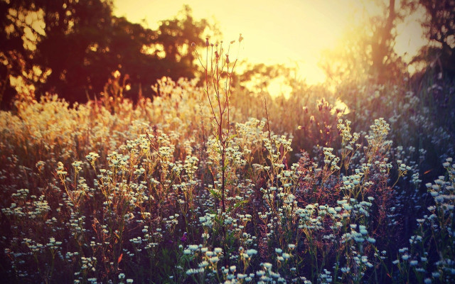 Wild flowers sunset trees background free wallpaper - medium preview image