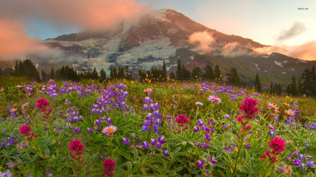 Wildflowers mountain sunset clouds field free wallpaper - medium preview image