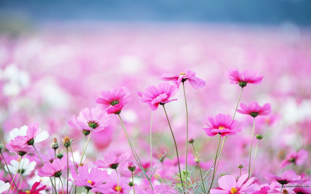 Pink flowers sky blue clouds #2 free wallpaper - medium preview image