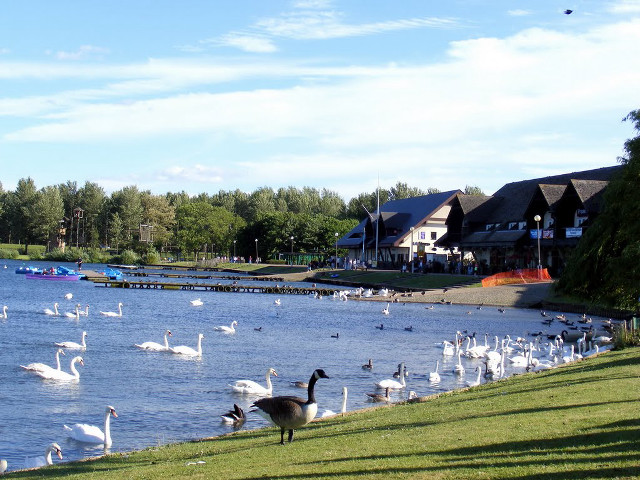 Swans lake house trees boats free wallpaper - medium preview image