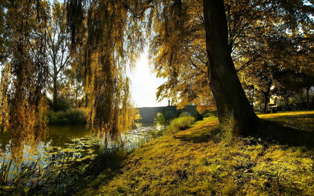 Tree yellow leaves water house #2 free wallpaper for desktop - medium preview image