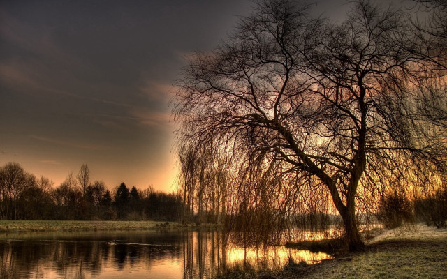Tree grass water sunset dawn free wallpaper - medium preview image