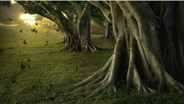 Trees sunshine grass sky birds free wallpaper - medium preview image
