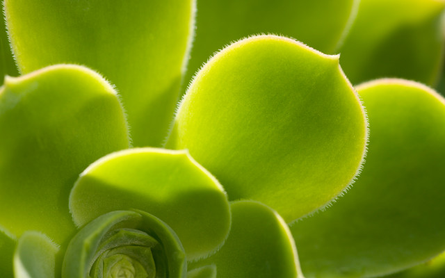 Green plant closeup leaves stems free wallpaper - medium preview image