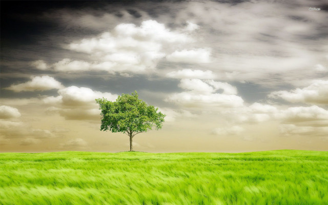 Lone tree green field cloudy free wallpaper - medium preview image