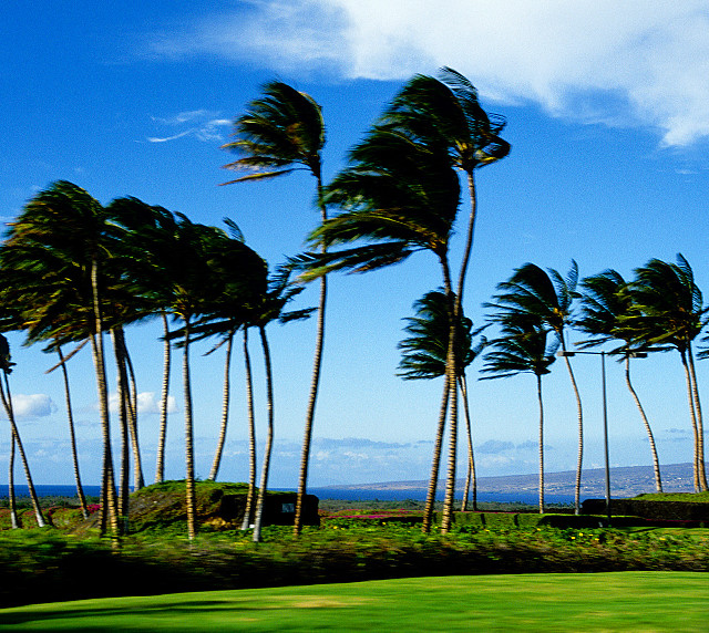 Golf course palm trees blue free wallpaper - medium preview image