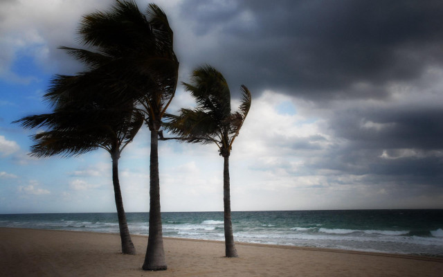 Palm trees beach ocean cloudy free wallpaper - medium preview image