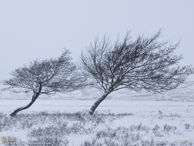 Snowy trees autumn bare branch free wallpaper - medium preview image