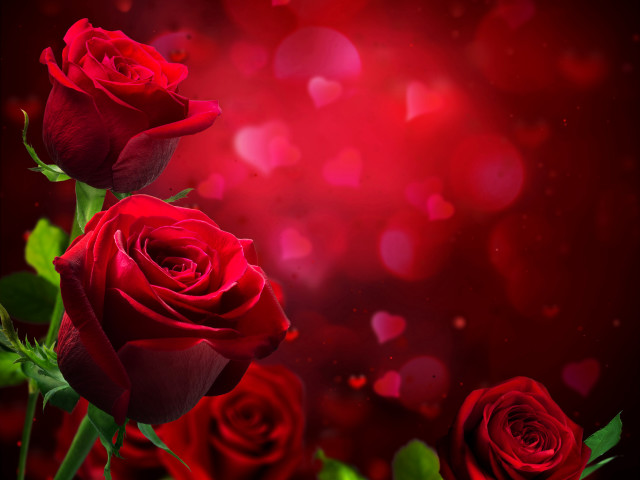 Red roses red background bokeh free wallpaper - medium preview image