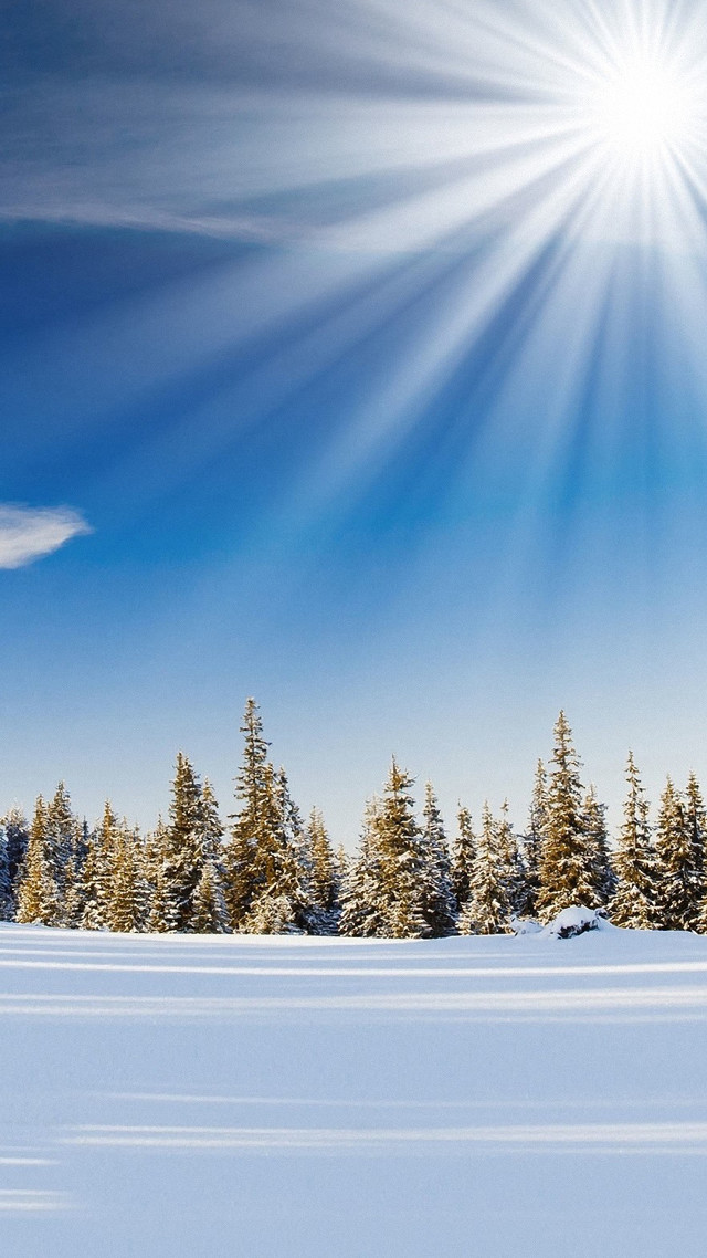Skiing snowy field trees sun free wallpaper - medium preview image
