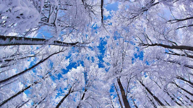 Forest snow blue sky trees #2 free wallpaper - medium preview image