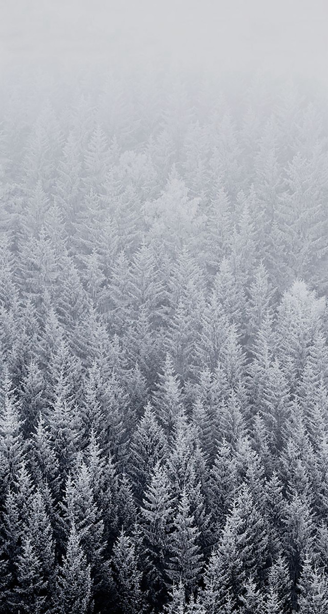 Forest snow frost trees foggy free wallpaper - medium preview image