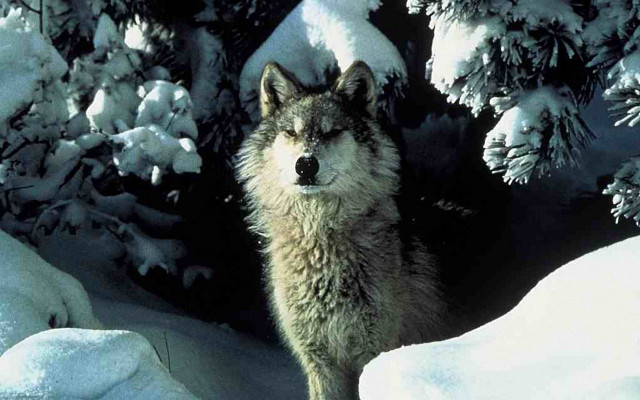 Wolf snow trees bushes winter free wallpaper - medium preview image
