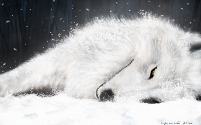 White wolf laying snow head free wallpaper - medium preview image