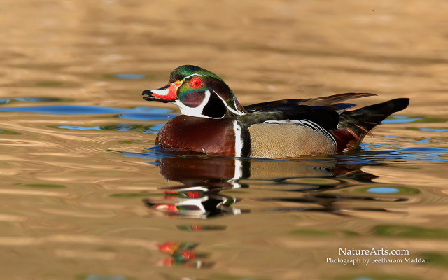 Duck colorful beak swimming pond free wallpaper - medium preview image