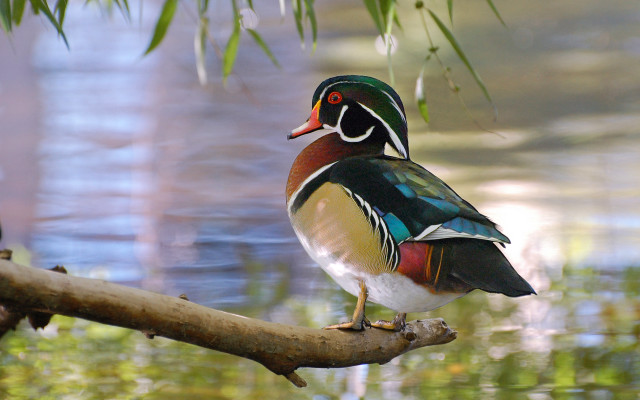 Colorful bird perched branch pond free wallpaper - medium preview image