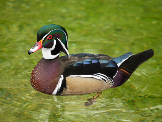Duck swimming pond green water free wallpaper - medium preview image
