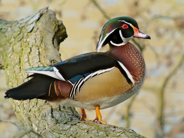 Duck perched tree branch sunshine free wallpaper - medium preview image